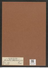 Auliscus macraeanus Grev. (de-Toni-Nr.: Genus 171, Species 4376) Zeichnungen Sammlung Grunow Mappe 04326 (Herbarium_W_Grunow_drawings_Folder_04326)